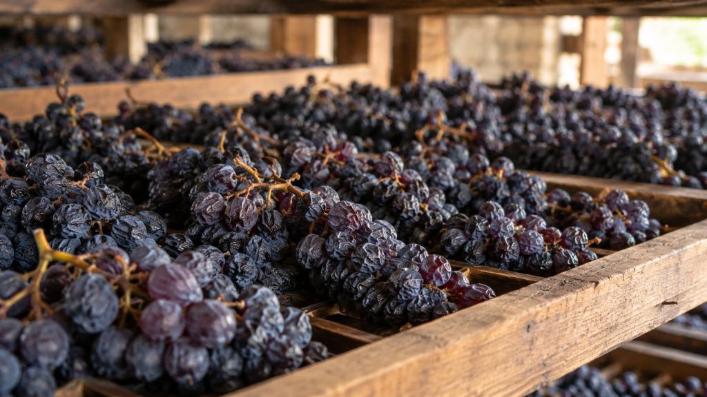 Ingedroogde blauwe druiven als basis voor geconcentreerde Bulgaarse wijnen van Mavrud.